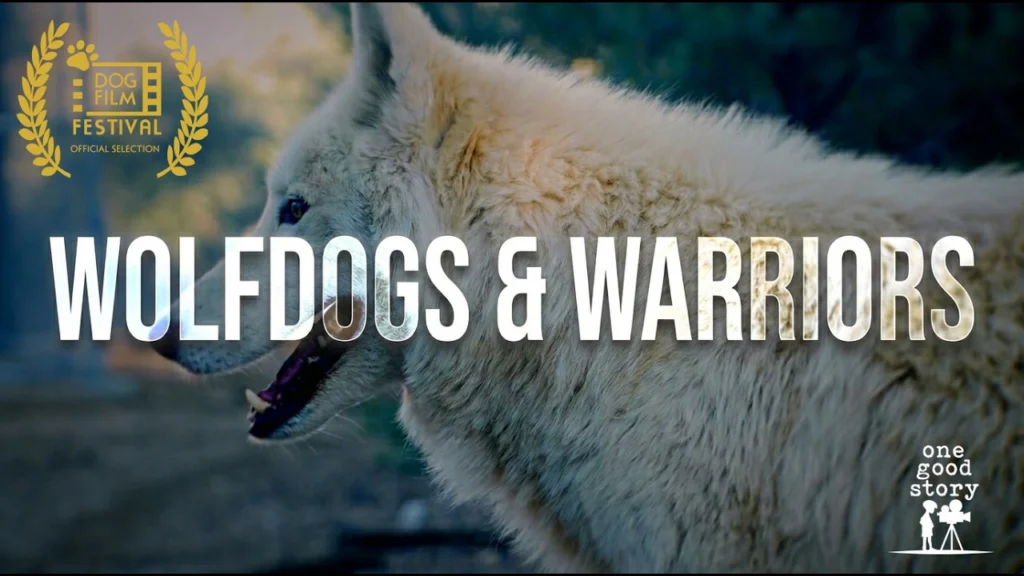 A white wolfdog standing among trees, under the film title Wolfdogs and Warriors