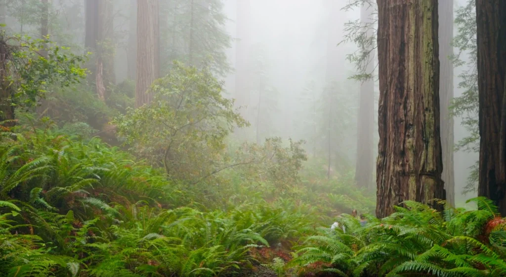 Norther California Redwood forest.