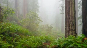 Norther California Redwood forest.