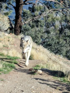 A wolf walking down a dirt path on a dry hillside with pine trees behind it.