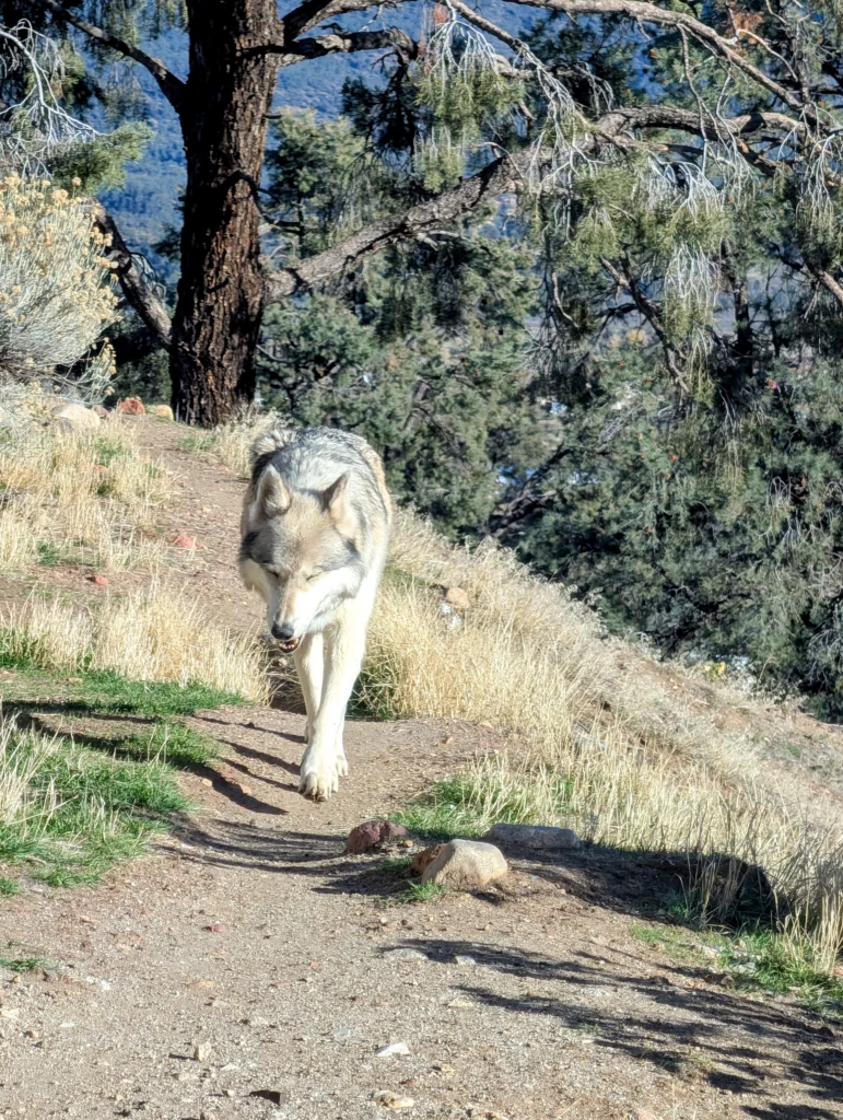 A wolf walking down a dirt path on a dry hillside with pine trees behind it.