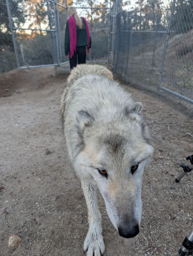 A pale gray wolfdog walks toward the camera along a dirt path between tall chain-link fences, with a woman in a pink scarf behind it.