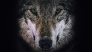 Wolves and Warriors series key art