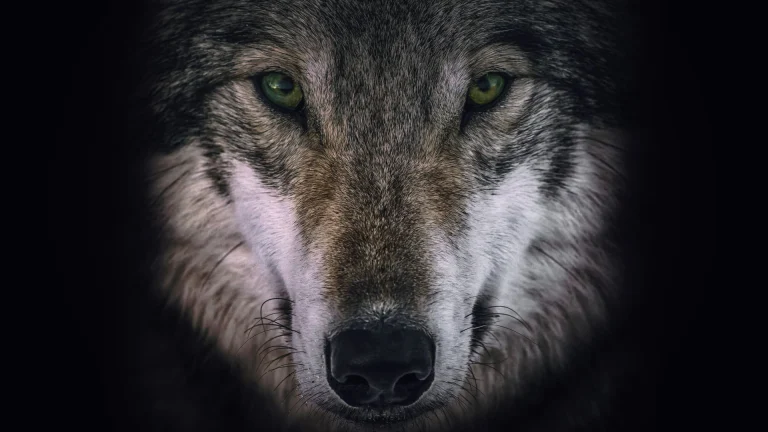 Wolves and Warriors series key art