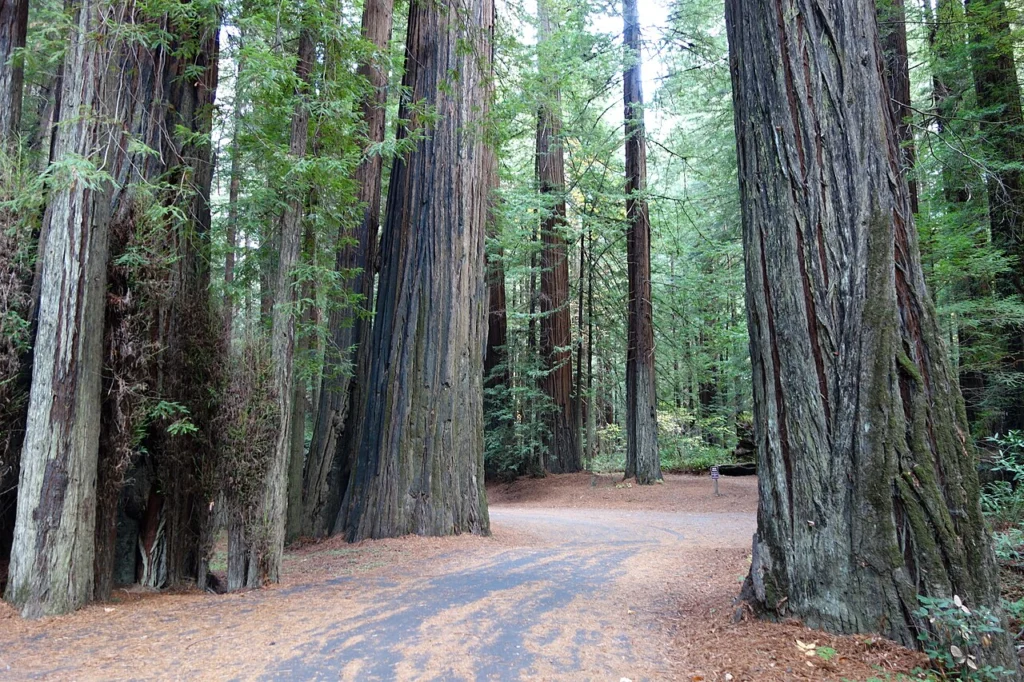 Old-growth coast redwoods beside a park road in Williams Grove, Humboldt Redwoods State Park, California.