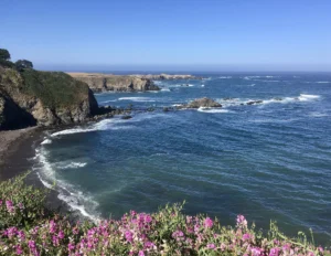A rocky Mendocino coastline seen from a bluff top covered in pink wildflowers, with surf breaking on the rocks below.