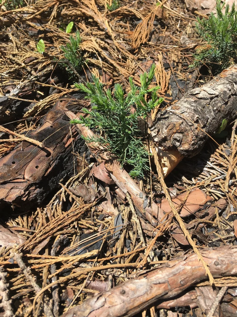 A young giant sequoia seedling growing among fallen cones, needles and bark on the forest floor.