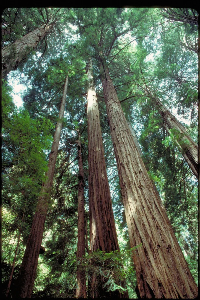 Looking up into coast redwoods at Muir Woods National Monument, California, a National Park Service photograph. This is an illustration of the awe Paul Piff studies, not a photograph of him.