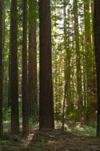 Straight, closely spaced second-growth coast redwoods with sunlight coming through the canopy.
