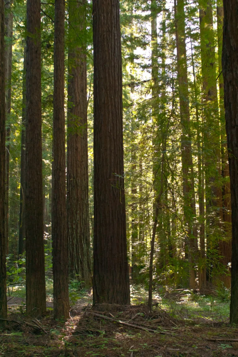 Straight, closely spaced second-growth coast redwoods with sunlight coming through the canopy.