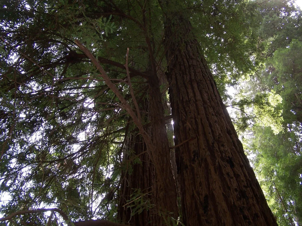 Looking up the trunk of a huge coast redwood into its crown, with green light and smaller trees around it.