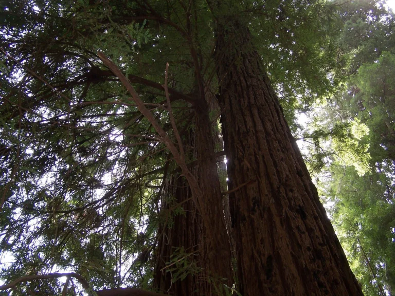 Looking up the trunk of a huge coast redwood into its crown, with green light and smaller trees around it.