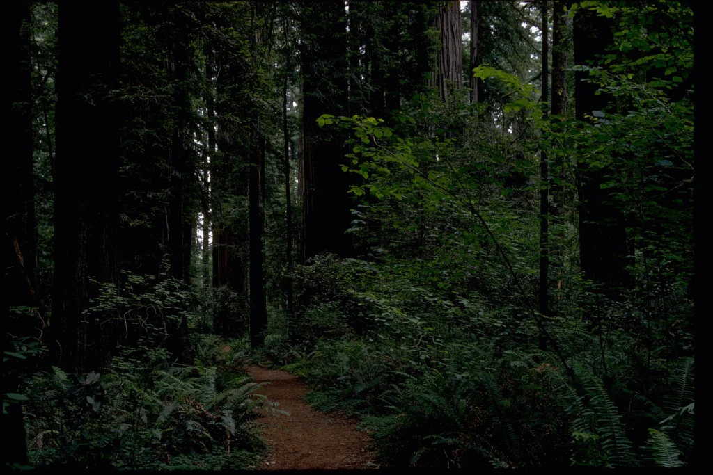 A trail through a coast redwood forest in Redwood National Park, a National Park Service photograph. This is an illustration of the forests in Giants Rising, not a photograph of Lisa Landers.