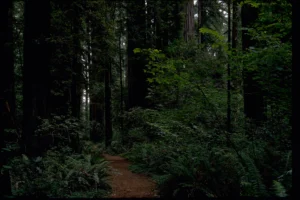 A trail through a coast redwood forest in Redwood National Park, a National Park Service photograph. This is an illustration of the forests in Giants Rising, not a photograph of Lisa Landers.