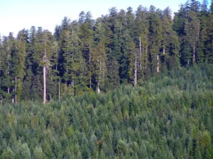 Old-growth redwoods standing on a ridgeline above younger second-growth forest on a hillside that was clear-cut in the 1960s. Photograph by Redwood National and State Parks, National Park Service, Public Domain Mark 1.0.
