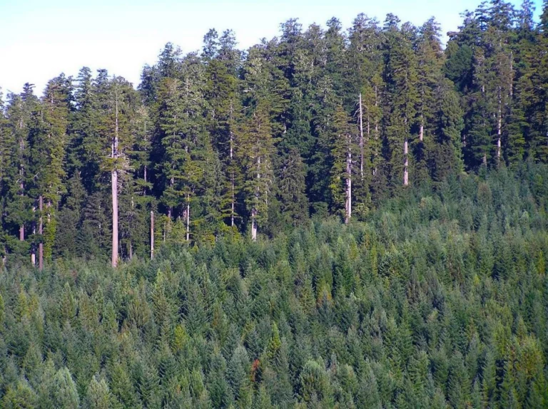 Old-growth redwoods standing on a ridgeline above younger second-growth forest on a hillside that was clear-cut in the 1960s. Photograph by Redwood National and State Parks, National Park Service, Public Domain Mark 1.0.