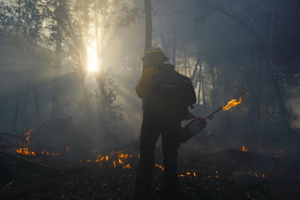 A Yurok firelighter holding a drip torch, lighting a low cultural burn through forest undergrowth on Yurok land in autumn 2023. Photo by Matt Mais, Public Relations Director, Yurok Tribe. Permission granted to USGS for usage. Public domain.