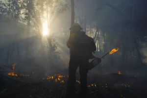 A Yurok firelighter holding a drip torch, lighting a low cultural burn through forest undergrowth on Yurok land in autumn 2023. Photo by Matt Mais, Public Relations Director, Yurok Tribe. Permission granted to USGS for usage. Public domain.