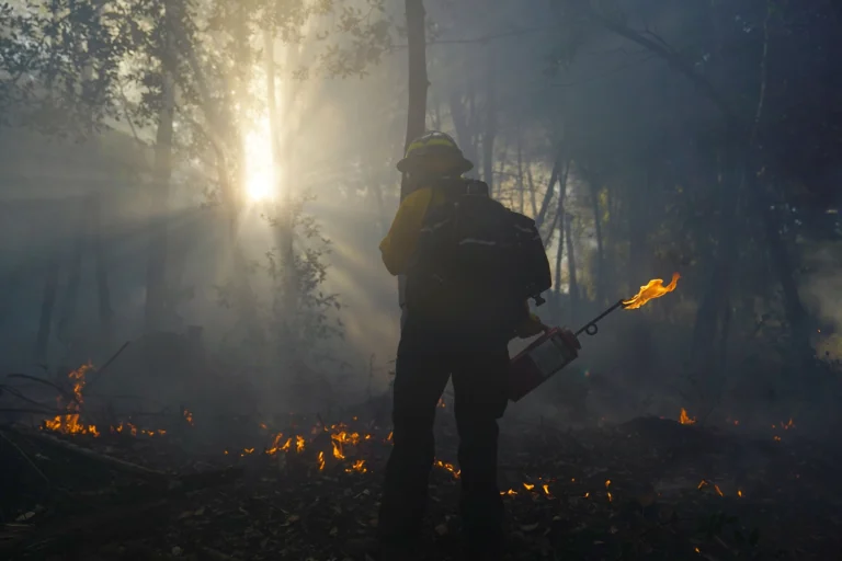 A Yurok firelighter holding a drip torch, lighting a low cultural burn through forest undergrowth on Yurok land in autumn 2023. Photo by Matt Mais, Public Relations Director, Yurok Tribe. Permission granted to USGS for usage. Public domain.