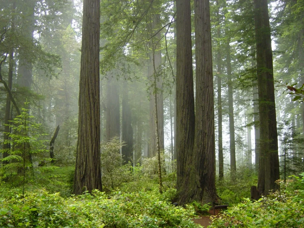 Tall coast redwood trunks with low sun and mist between them and ferns across the forest floor.