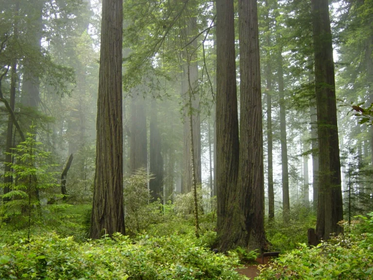 Tall coast redwood trunks with low sun and mist between them and ferns across the forest floor.