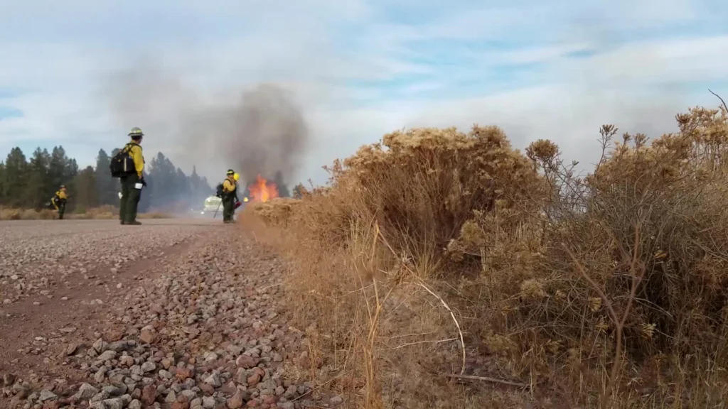 A fire crew in yellow shirts and hard hats stands on a gravel road watching a low prescribed fire burn through dry brush.