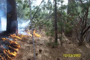 A low prescribed burn moving through pine needles under trees, a U.S. Forest Service Pacific Southwest Region photograph from 2002. This is an illustration of controlled fire, not Margo Robbins or a Cultural Fire Management Council burn.