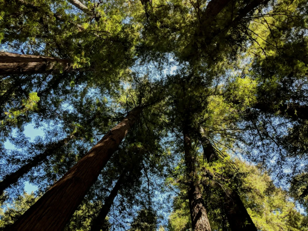 Tall coast redwoods in Henry Cowell Redwoods State Park in the Santa Cruz Mountains, the range Sempervirens Fund works to protect. Photo by Richard James on Unsplash, free to use under the Unsplash Licence.