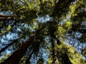 Tall coast redwoods in Henry Cowell Redwoods State Park in the Santa Cruz Mountains, the range Sempervirens Fund works to protect. Photo by Richard James on Unsplash, free to use under the Unsplash Licence.