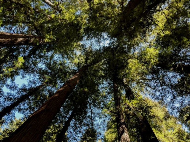 Tall coast redwoods in Henry Cowell Redwoods State Park in the Santa Cruz Mountains, the range Sempervirens Fund works to protect. Photo by Richard James on Unsplash, free to use under the Unsplash Licence.