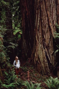 A woman standing among giant coast redwoods near Orick, California, looking up at one of the trunks.