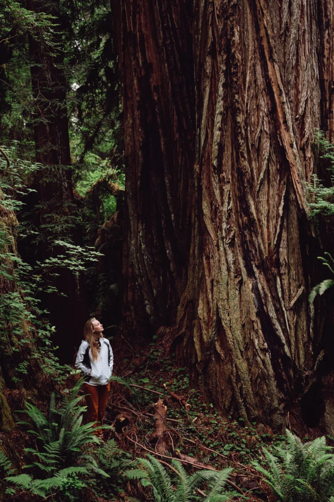 A woman standing among giant coast redwoods near Orick, California, looking up at one of the trunks.