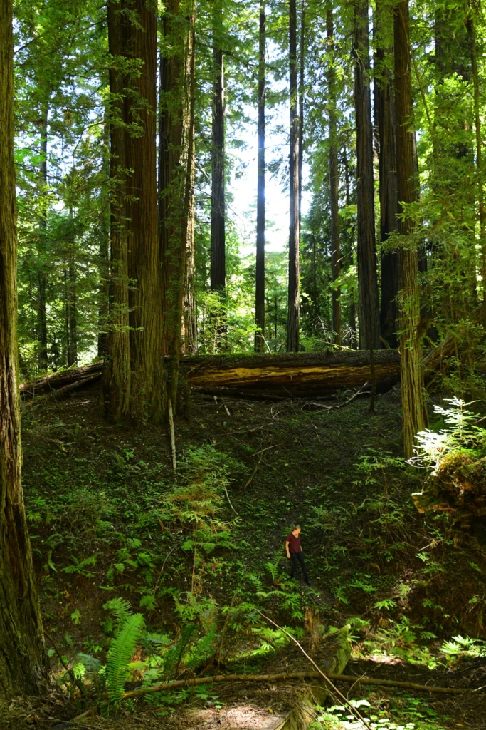 A single hiker standing among old-growth coast redwood trunks at Redcrest, California, the figure showing the scale of the trees. Photo by Dan Lynch on Pexels, free to use.
