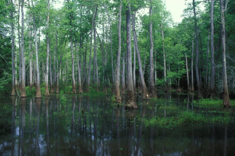 A wide view of cypress swamp bottomland. This is an illustration of the country the company filmed in. It does not show the company, its crew or its equipment.
