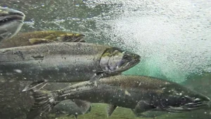 Several adult coho salmon crowded together in green water, seen from below the surface among rising bubbles. Photograph by Roger Tabor for the US Fish and Wildlife Service.