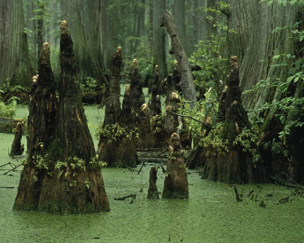 Bald cypress knees rising out of green swamp water. This is an illustration of the forested wetland he studies. It is not a photograph of John Crawford and shows no people.