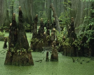 Bald cypress knees rising out of green swamp water. This is an illustration of the forested wetland he studies. It is not a photograph of John Crawford and shows no people.