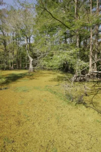 A bald cypress swamp covered in duckweed. This is an illustration of the habitat she studies. It is not a photograph of Jessica Mohlman and shows no people.