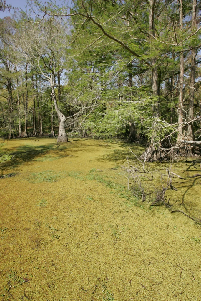 A bald cypress swamp covered in duckweed. This is an illustration of the habitat she studies. It is not a photograph of Jessica Mohlman and shows no people.