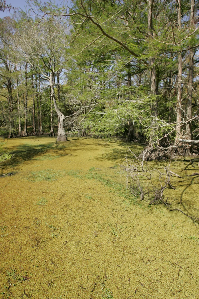 A bald cypress swamp covered in duckweed. This is an illustration of the habitat she studies. It is not a photograph of Jessica Mohlman and shows no people.