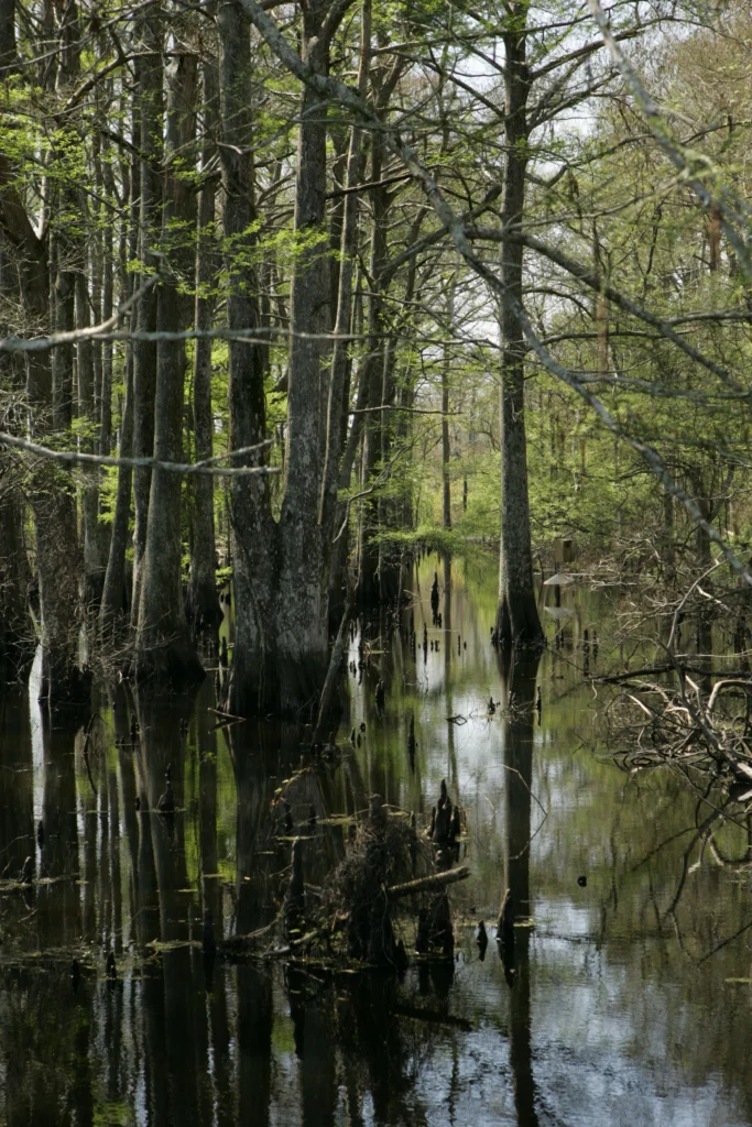 Bald cypress trees standing in swamp water. This is an illustration of the wetland habitat the center studies. It does not show the center, its buildings or its staff.