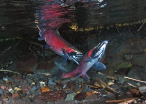 Two spawning coho salmon, deep red, in clear shallow water over gravel, seen from below the surface. Nobody is in the picture. It illustrates the fish counted in a spawning survey and does not show this department or its staff.