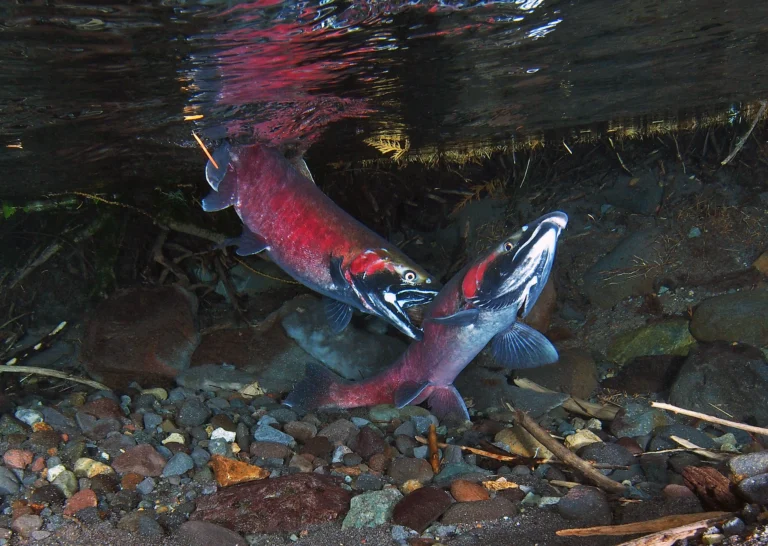 Two spawning coho salmon, deep red, in clear shallow water over gravel, seen from below the surface. Nobody is in the picture. It illustrates the fish counted in a spawning survey and does not show this department or its staff.