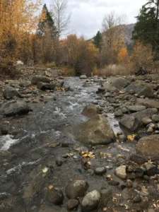 A rocky stream running between boulders through autumn trees, with a hillside behind. Nobody is in the picture. It illustrates the kind of water a spawning survey covers and is not a picture of this person or of any stream she works on.