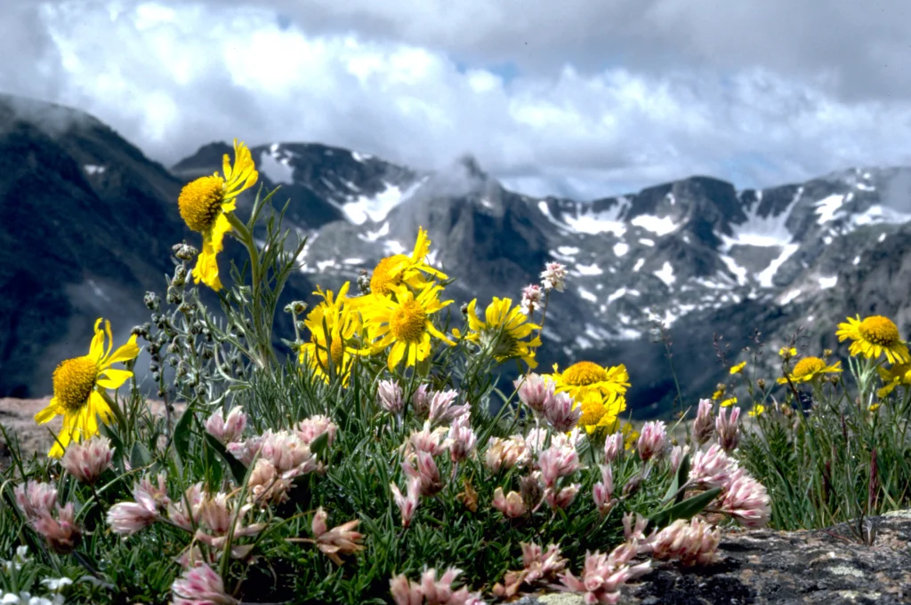 Illustration only, not Abby Taylor. Wildflowers above Trail Ridge Road in Rocky Mountain National Park, a National Archives photo.